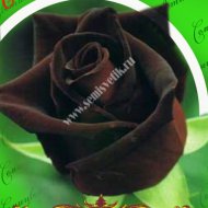 Роза Блэк Баккара Чайно-гибридная роза Фото