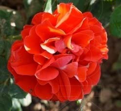 Плетистая роза Оранж Мейландина