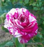 Грандифлора роза Ренессанс 