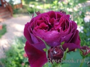  Английская роза Фальстаф 