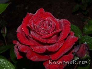 Чайно-гибридная роза ИНГРИД БЕРГМАН